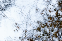 Evanescence automnale
