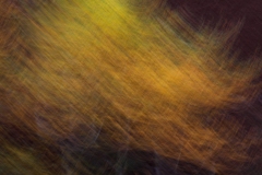 Evanescence automnale