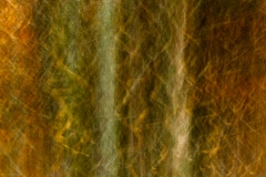 Evanescence automnale #08