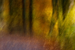 Evanescence automnale #02