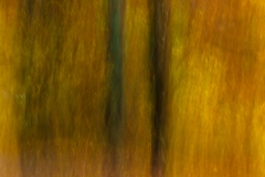 Evanescence automnale