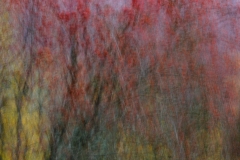 Evanescence automnale #03