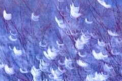 Evanescence hivernale #01