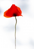 Coquelicot