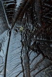 Frozen #06