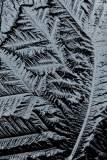 Frozen #02