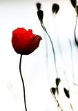 Coquelicot