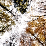 L'automne vu de là-haut L'automne vu de là-bas #04