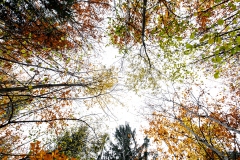 L'automne vu de là-haut L'automne vu de là-bas #02