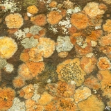 Lichens