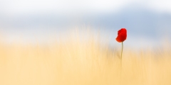 Coquelicot solo